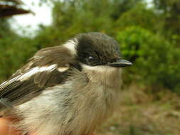 Image of Flycatcher-shrike