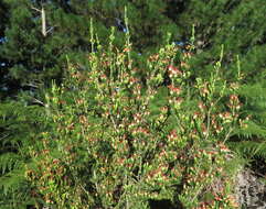 Image of Erica unicolor subsp. georgensis E. G. H. Oliv. & I. M. Oliv.