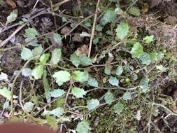 Image of Lobelia perpusilla Hook. fil.