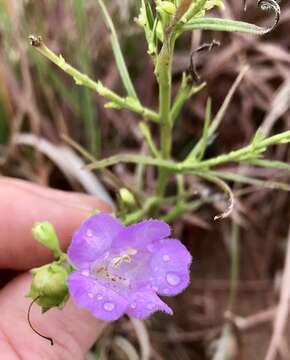 Слика од Agalinis aspera (Dougl.) Britt.