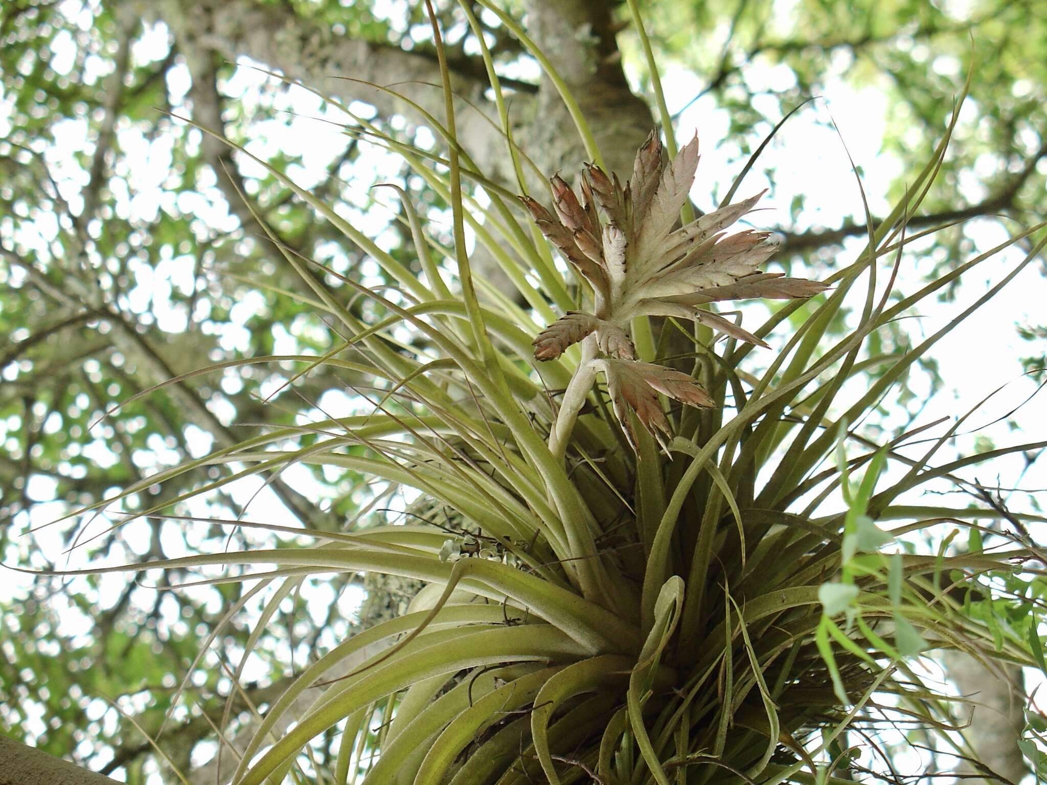 Image of Tillandsia didisticha (É. Morren) Baker