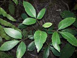 Image of Pseudopanax gilliesii Kirk