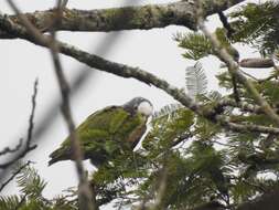 Image of White-crowned Parrot