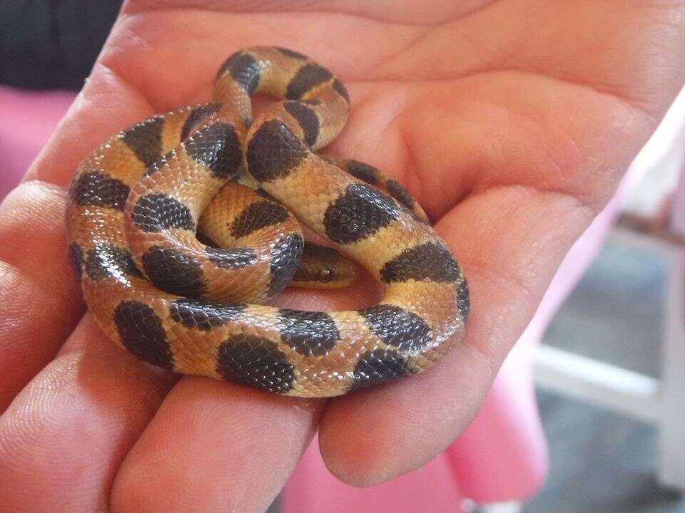 Image of Banded Dwarf Boa