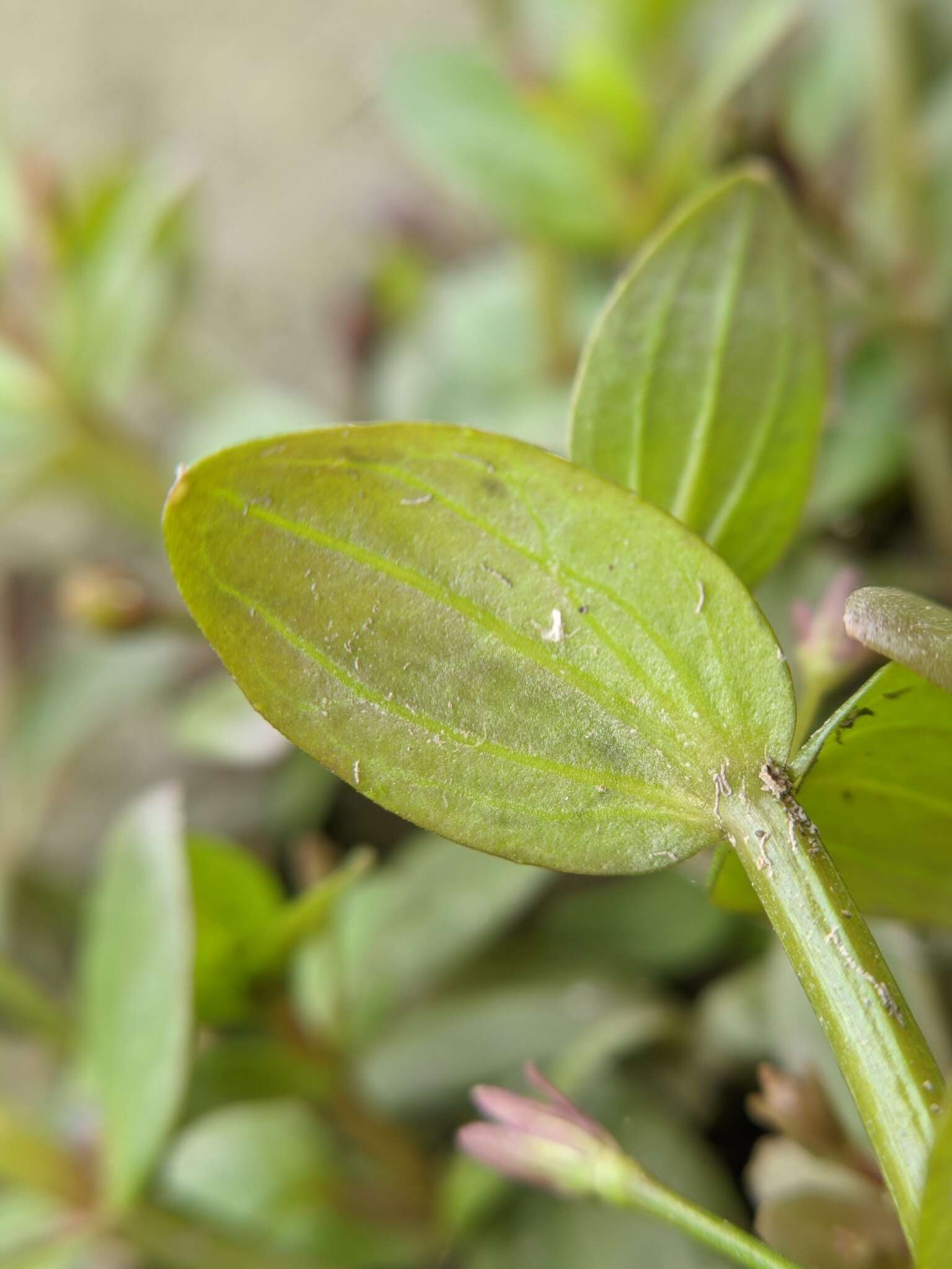 Image of Prostrate False Pimpernel