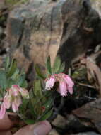 Imagem de Gaylussacia buxifolia Kunth