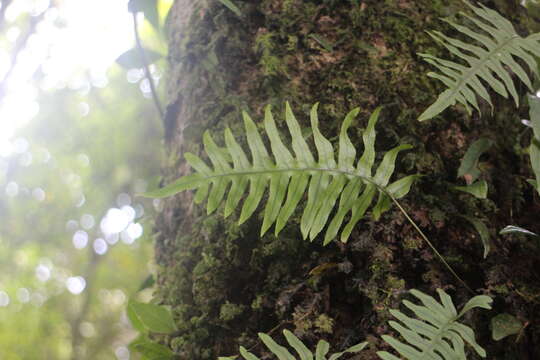 Image de Polypodiodes amoena (Wall. ex Mett) Ching