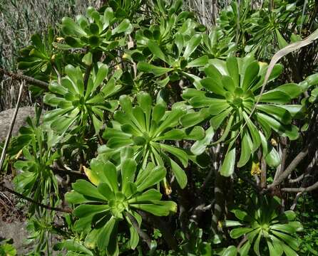 Image of Aeonium arboreum subsp. arboreum