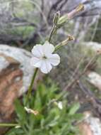 Image of Nicotiana maritima Wheeler