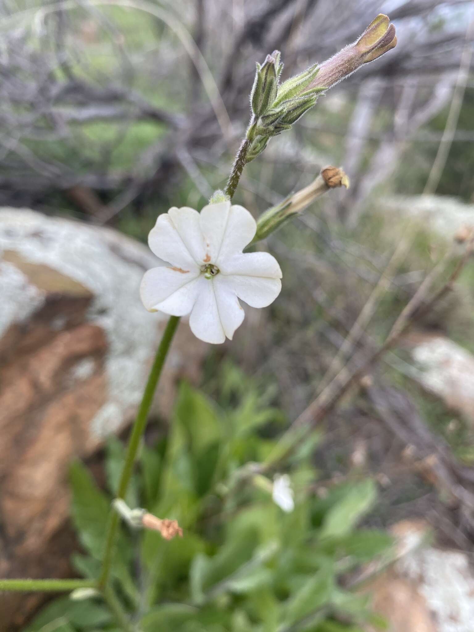 Image of Nicotiana maritima Wheeler