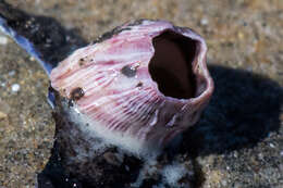 Image of Megabalanus californicus (Pilsbry 1916)