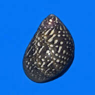 Image of Virgin Nerite