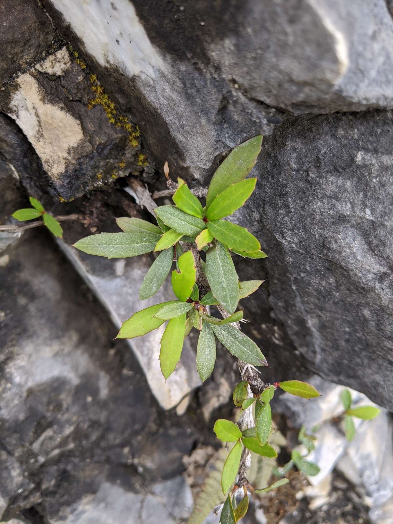 Image of Berberis alpicola C. K. Schneid.