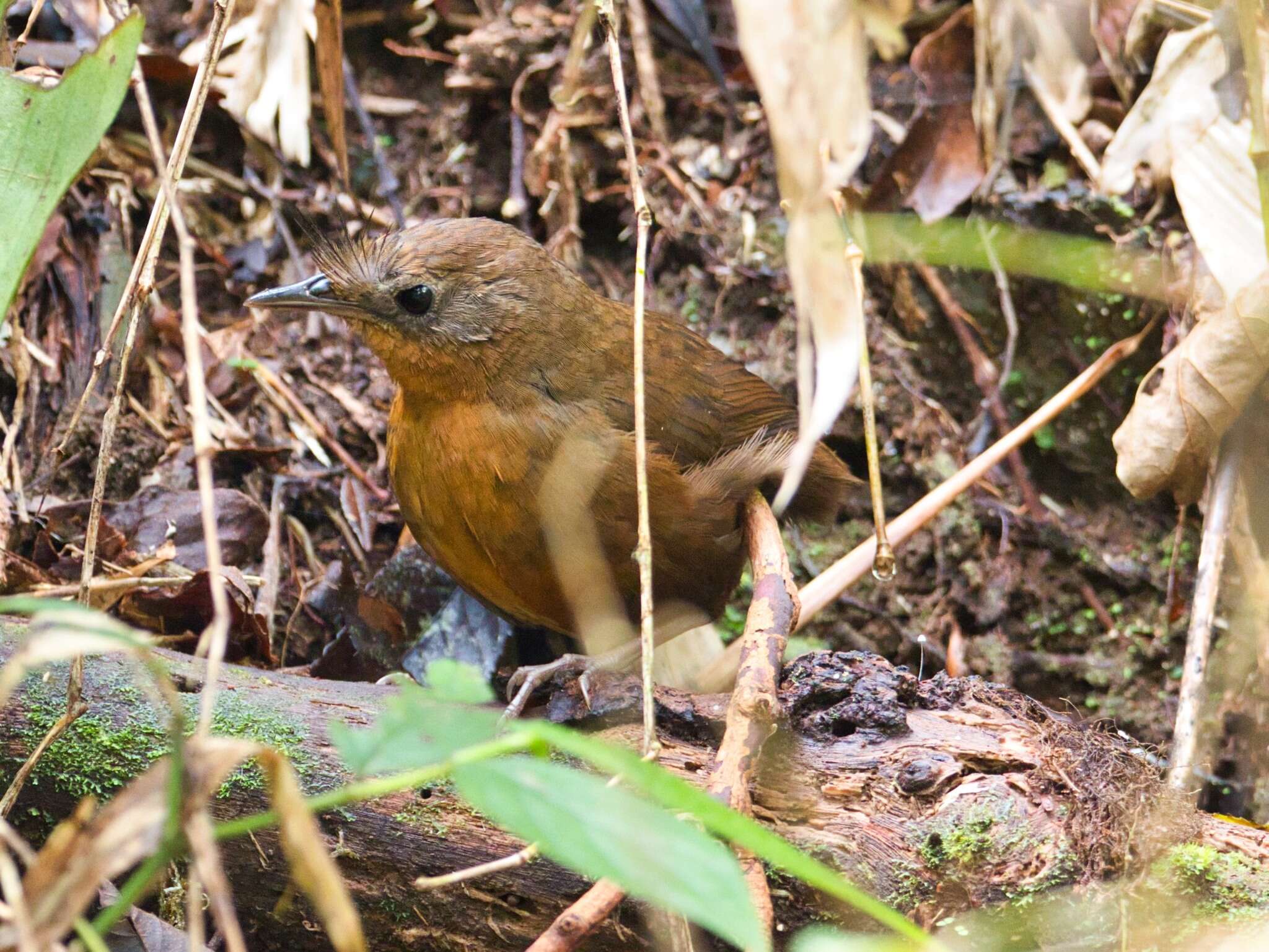 Image of Bristlefronts