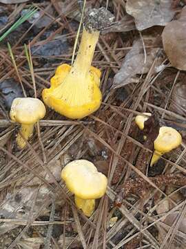 Слика од Cantharellus phasmatis Foltz & T. J. Volk 2013