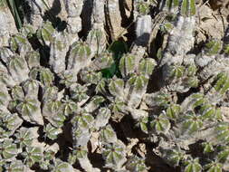 Euphorbia officinarum L. resmi