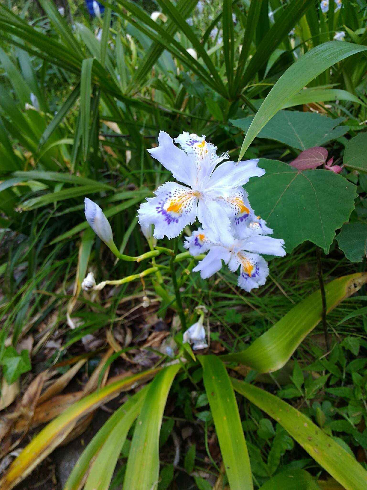 Image of Fringed iris