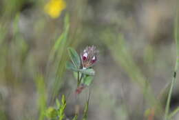 Image of rancheria clover