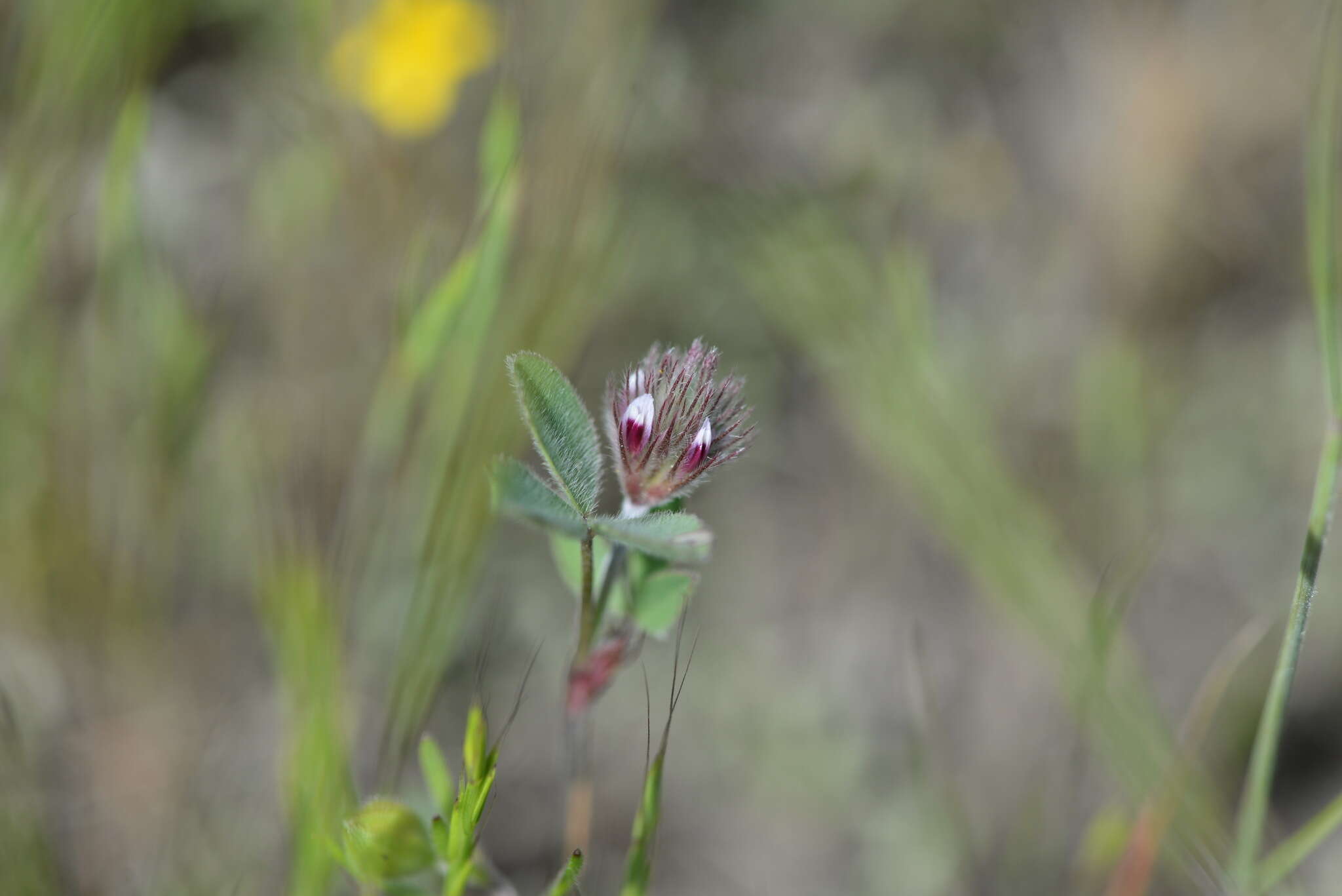 صورة Trifolium albopurpureum Torr. & A. Gray