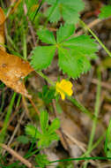 Image of dwarf cinquefoil