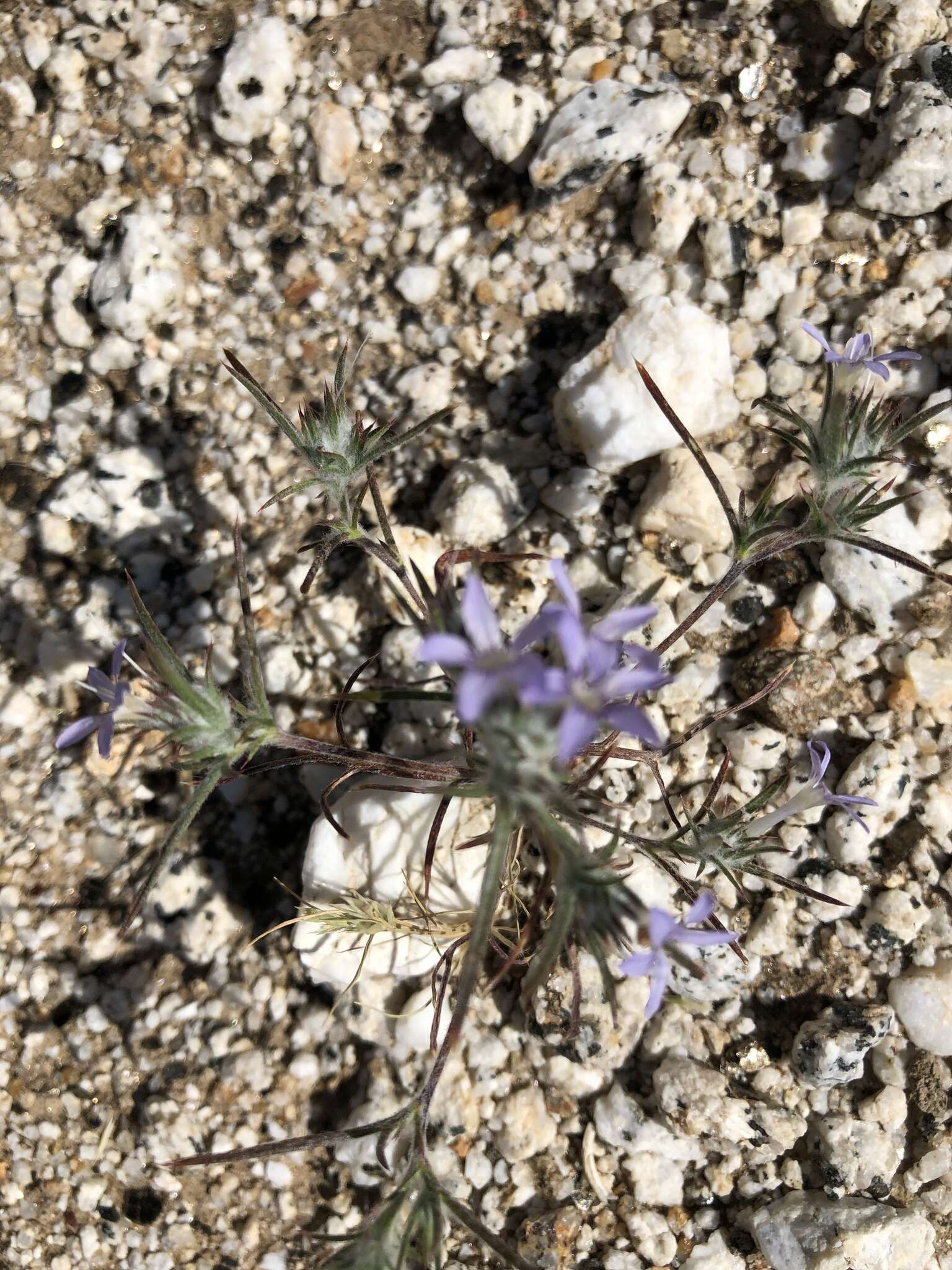 Image of desert woollystar