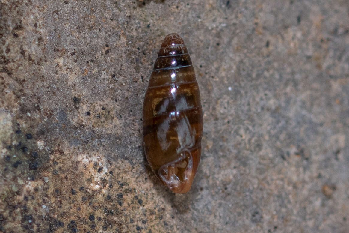 Image of Three-toothed Moss Snail