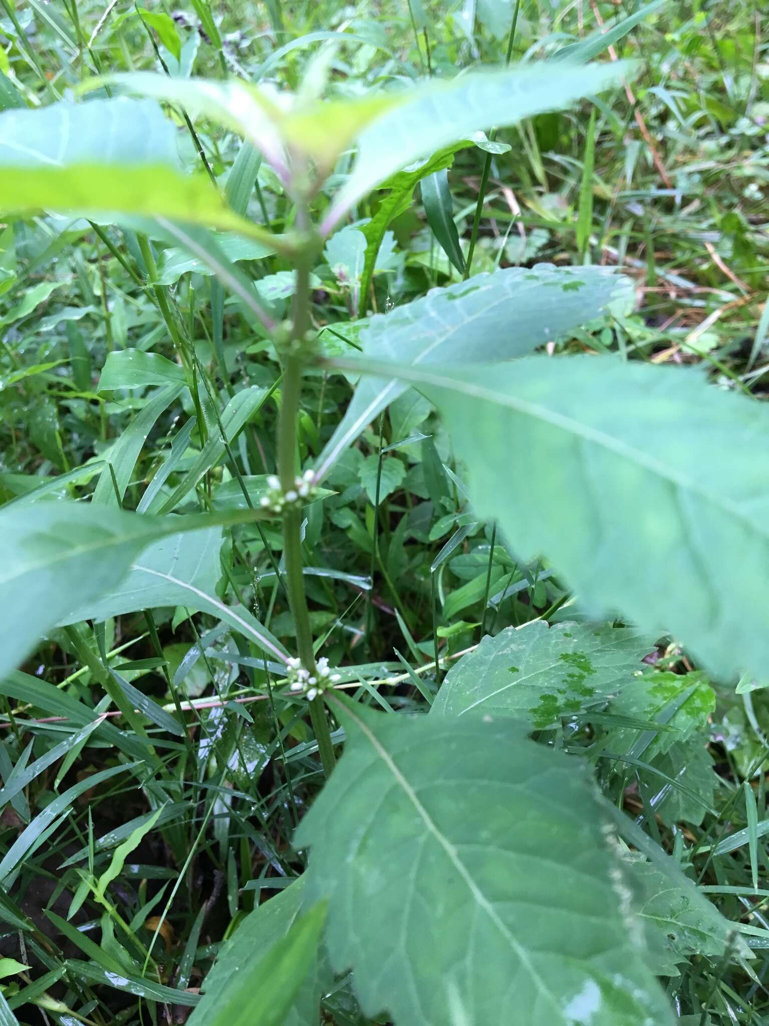 Image of Virginia water horehound