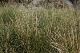 Image of European beachgrass