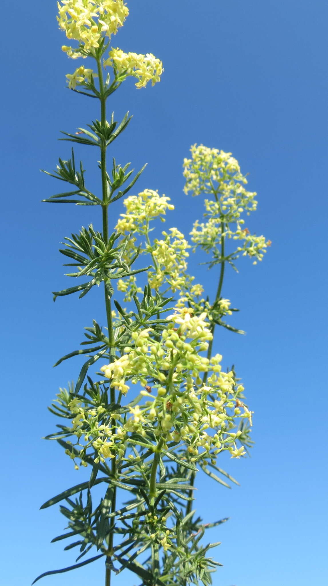 Plancia ëd Galium pomeranicum Retz.