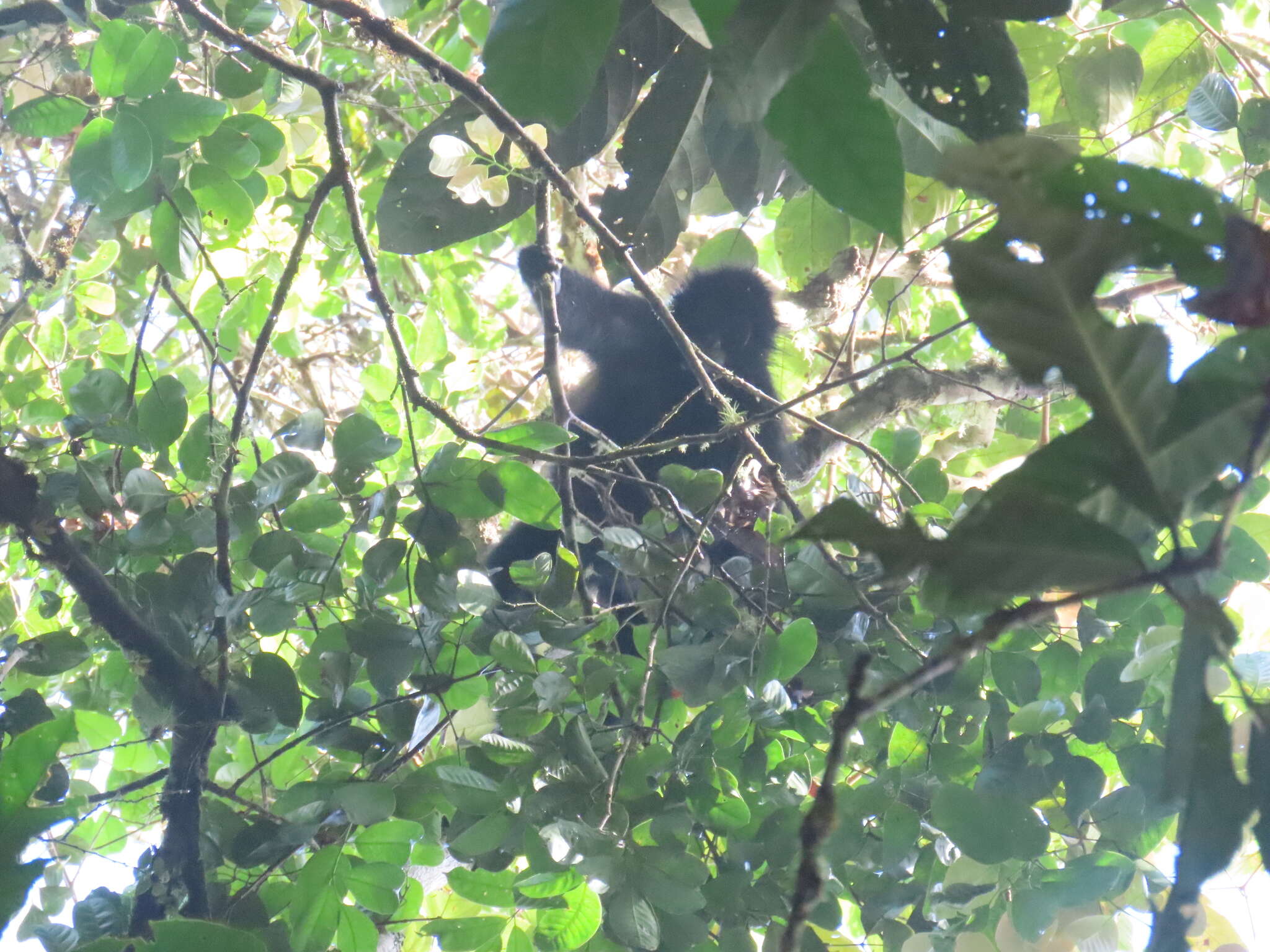 Image of Black-headed Spider Monkey