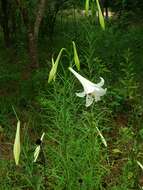 Image of Philippine lily