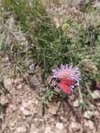 Image of Zygaena rubicundus