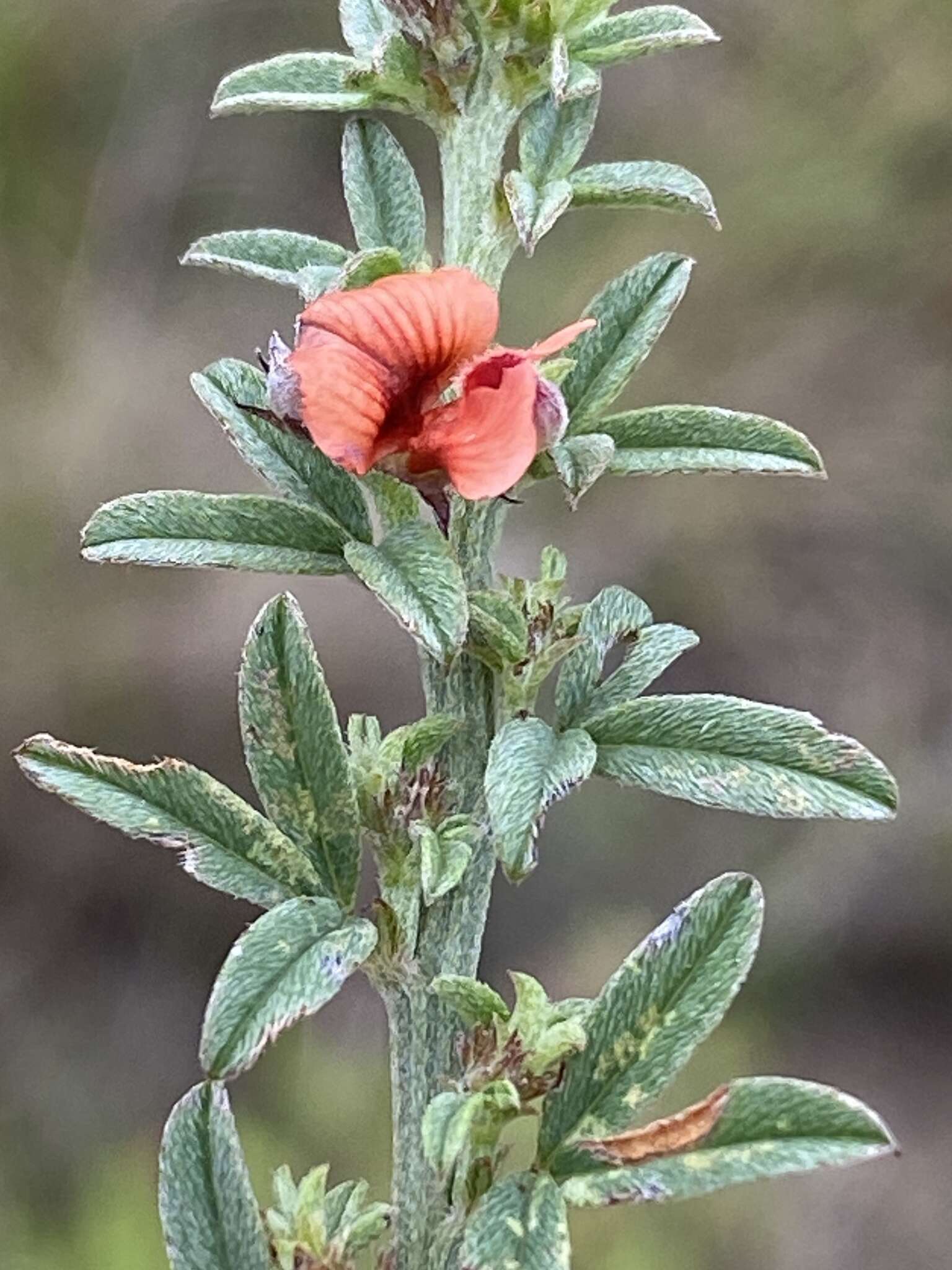 Imagem de Indigofera priorii