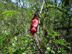 Image de Senegalia roemeriana (Scheele) Britton & Rose