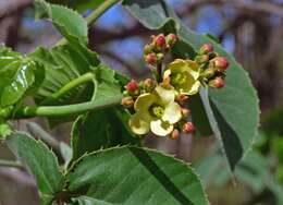 Imagem de Jatropha macrocarpa Griseb.