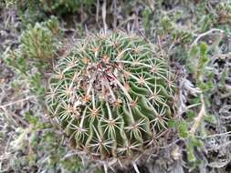 Image of Echinofossulocactus zacatecasensis Britton & Rose