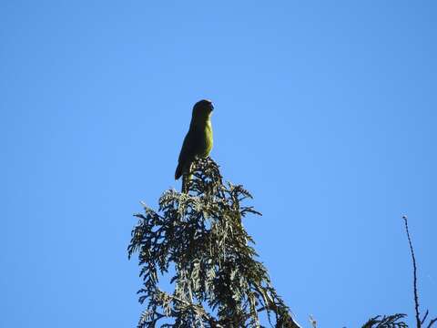 Image of Yellow-crowned Kakariki