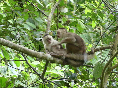 Image of White-fronted Capuchin