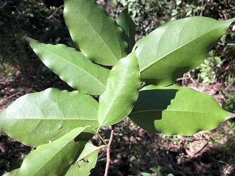 Imagem de Celtis paniculata (Endl.) Planchon