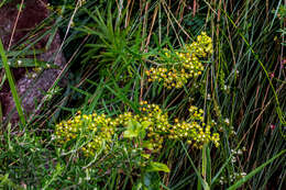 Schizoglossum bidens subsp. bidens的圖片