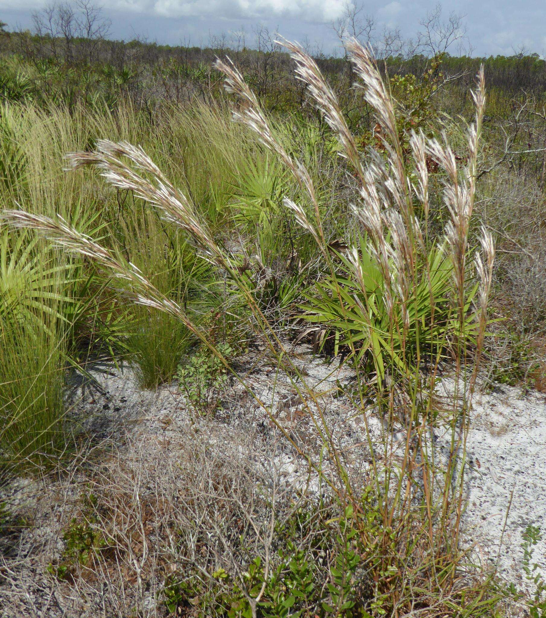 Plancia ëd Andropogon floridanus Scribn.