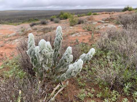 صورة Eremophila subfloccosa Benth.