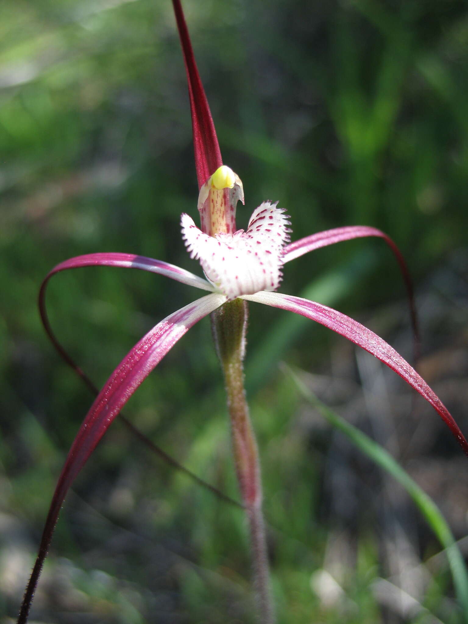 Image of Caladenia denticulata subsp. rubella A. P. Br. & G. Brockman