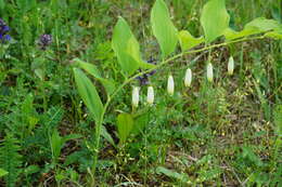 Слика од Polygonatum glaberrimum K. Koch