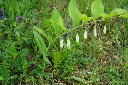 Image of Polygonatum glaberrimum K. Koch