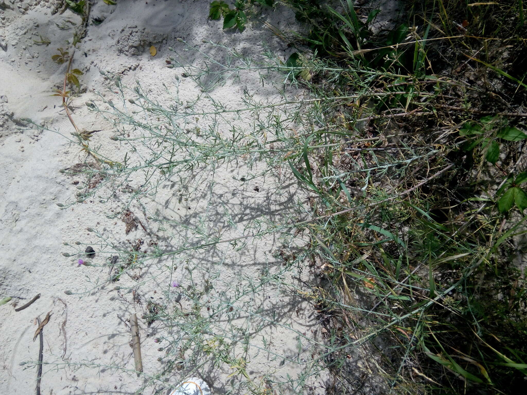 Plancia ëd Centaurea borysthenica Gruner