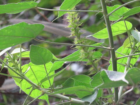 Image of Acalypha stachyura Pax