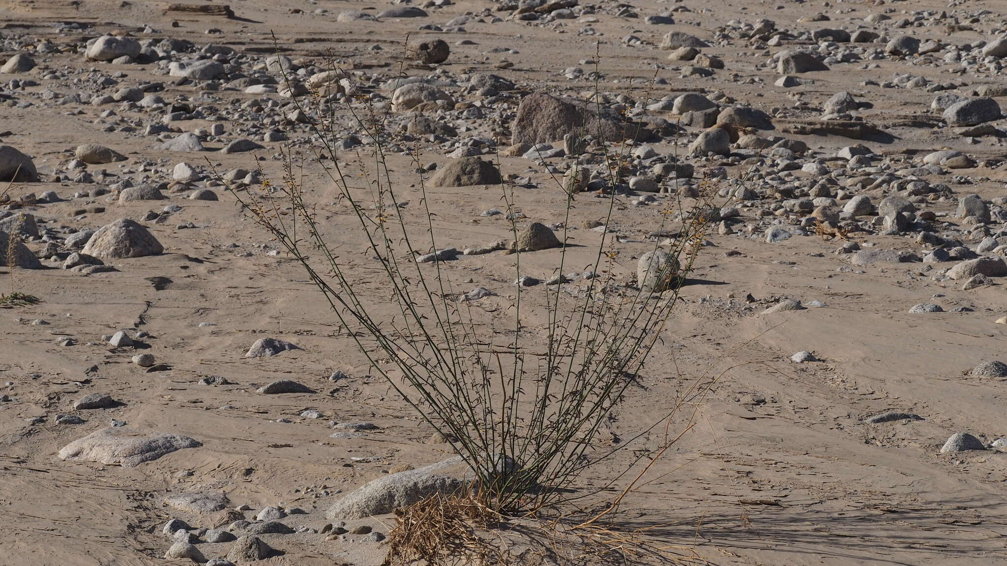 Plancia ëd Hoffmannseggia microphylla Torr.