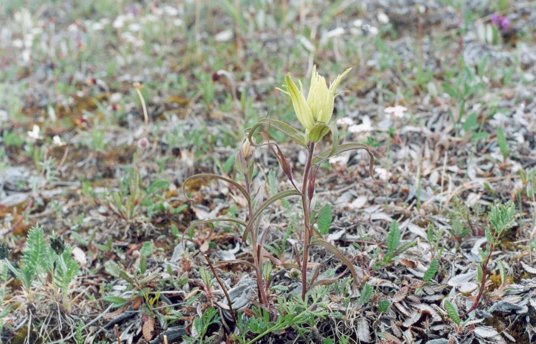 Image of Castilleja arctica Krylov & Sergievsk.