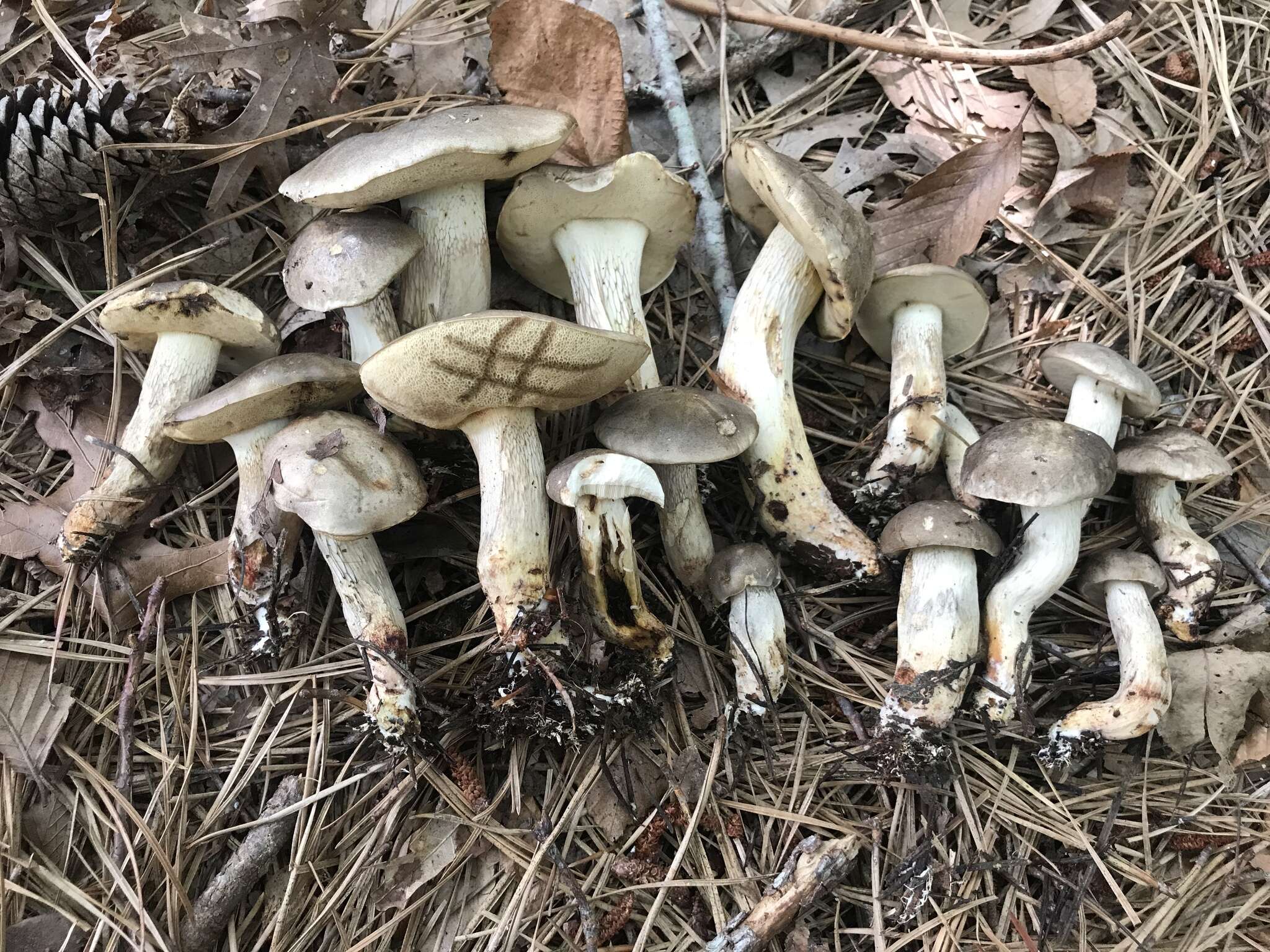 Image of Retiboletus vinaceipes B. Ortiz, Lodge & T. J. Baroni 2007